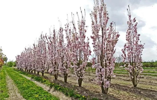 Prunus serrulata 'Amanogawa'