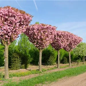 Prunus serrulata 'Kanzan'