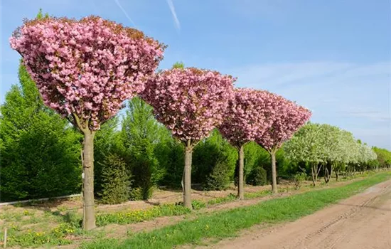 Prunus serrulata 'Kanzan'