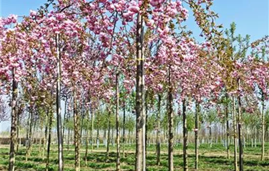Prunus serrulata 'Kiku-shidare-zakura'