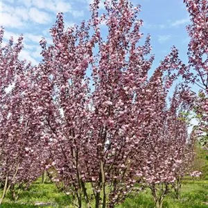 Prunus serrulata 'Royal Burgundy'®