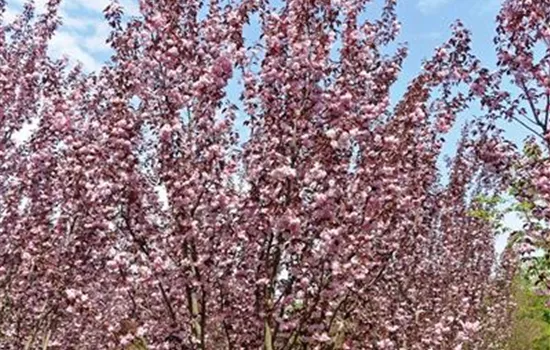 Prunus serrulata 'Royal Burgundy'®