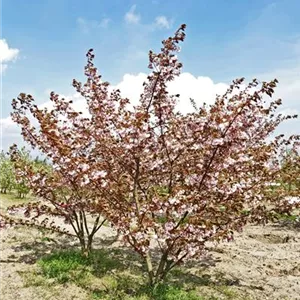 Prunus serrulata 'Shirofugen'