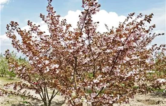 Prunus serrulata 'Shirofugen'