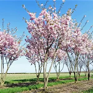 Prunus subhirtella 'Accolade'