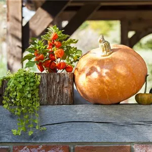 Der schöne Balkonkasten im Herbst: es muss nicht immer grau in grau sein!