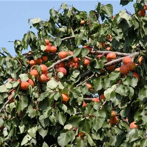 Prunus arm.'Orangered' CAC