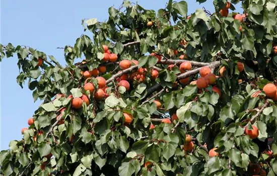 Prunus arm. 'Orangered' CAC
