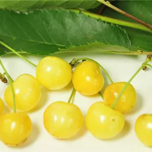 Prunus av.'Döniss.Gelbe Knorpelk.' CAC