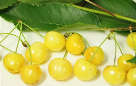 Prunus avium 'Dönissens Gelbe Knorpelkirsche'