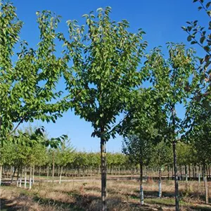 Prunus av.'Gr.Prinzessinkirsche' CAC
