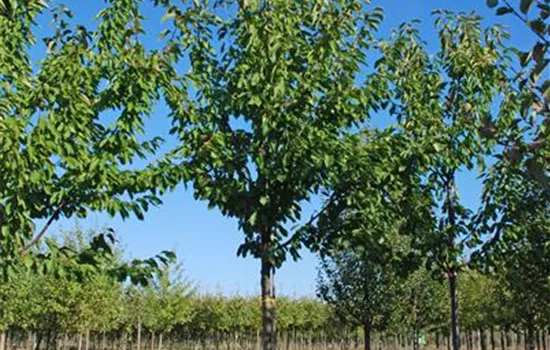 Prunus avium 'Große Prinzessinkirsche'