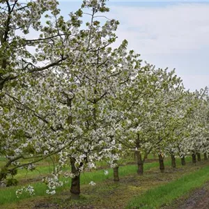 Prunus av.'Kordia' CAC