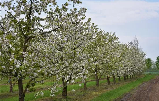 Prunus avium 'Kordia'®