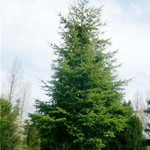 Pseudotsuga menziesii var. caesia