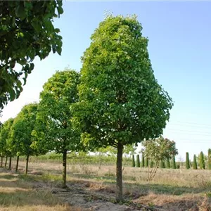 Pyrus calleryana 'Chanticleer'