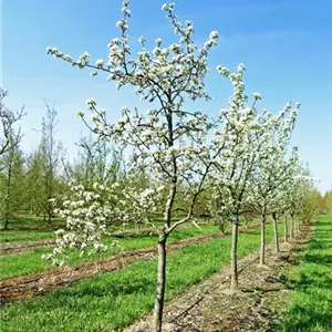 Pyrus com. 'Bosc's Flaschenbirne' CAC