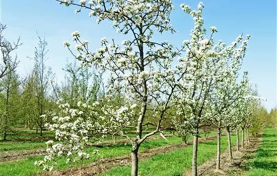 Pyrus com.'Bosc's Flaschenbirne' CAC