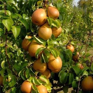 Pyrus com. 'Gellerts Butterbirne' CAC