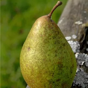 Pyrus com. 'Gräfin von Paris' CAC