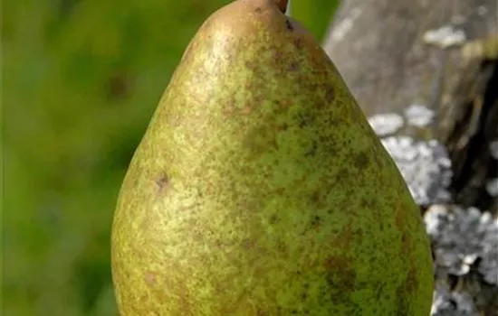 Pyrus com.'Gräfin von Paris' CAC