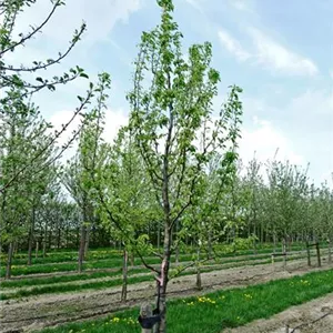 Pyrus com. 'Vereins Dechantsbirne' CAC