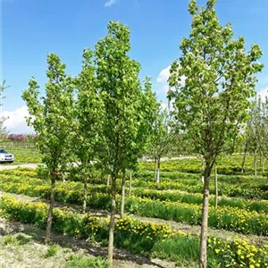 Pyrus com. 'Conferencebirne' CAC