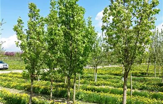 Pyrus com.'Conferencebirne' CAC