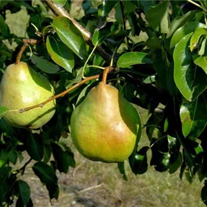 Pyrus com. 'Gute Luise v. Avranches' CAC