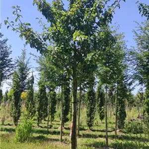 Pyrus com. 'Köstliche von Charneu' CAC
