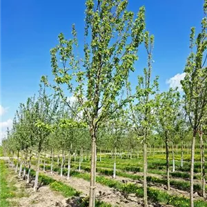 Pyrus com. 'Williams Christbirne' CAC