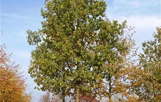Quercus robur