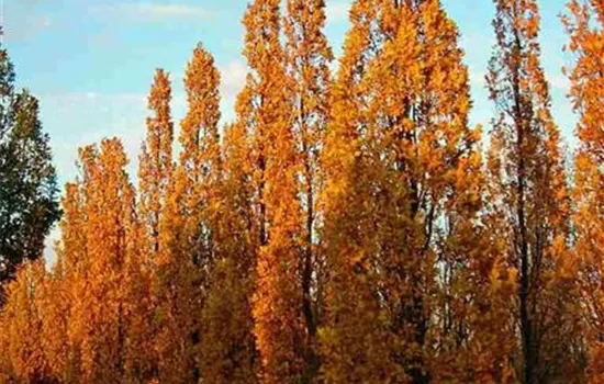 Quercus robur 'Fastigiata Koster'