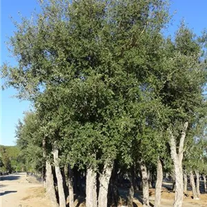 Quercus suber