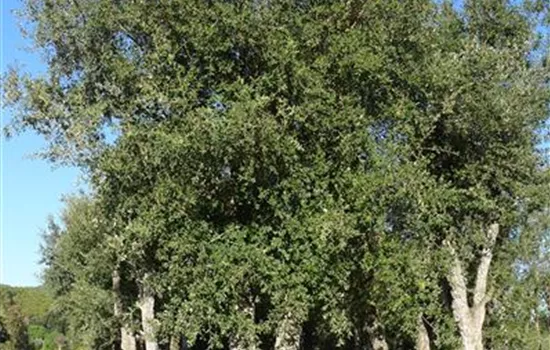 Quercus suber