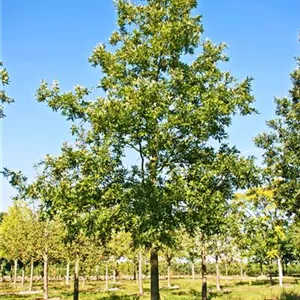 Quercus cerris