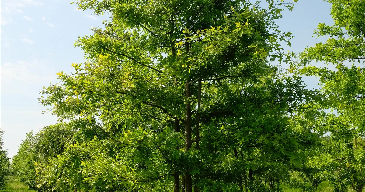 Quercus coccinea