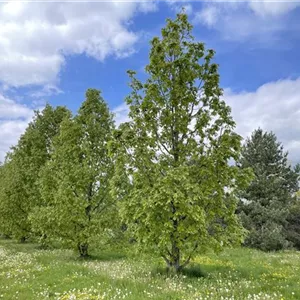 Quercus frainetto