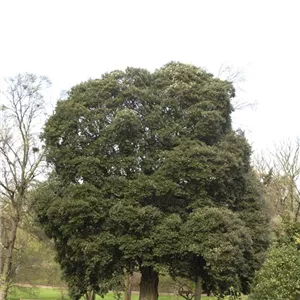 Quercus ilex
