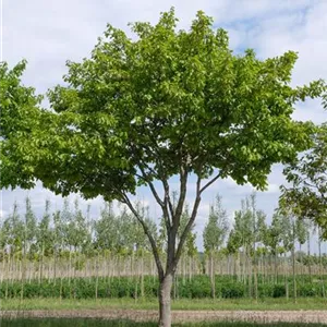 Quercus petraea
