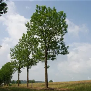 Robinia pseudoac.'Bessoniana'