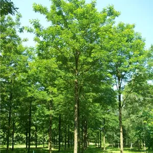 Robinia pseudoac.'Nyirsegi'