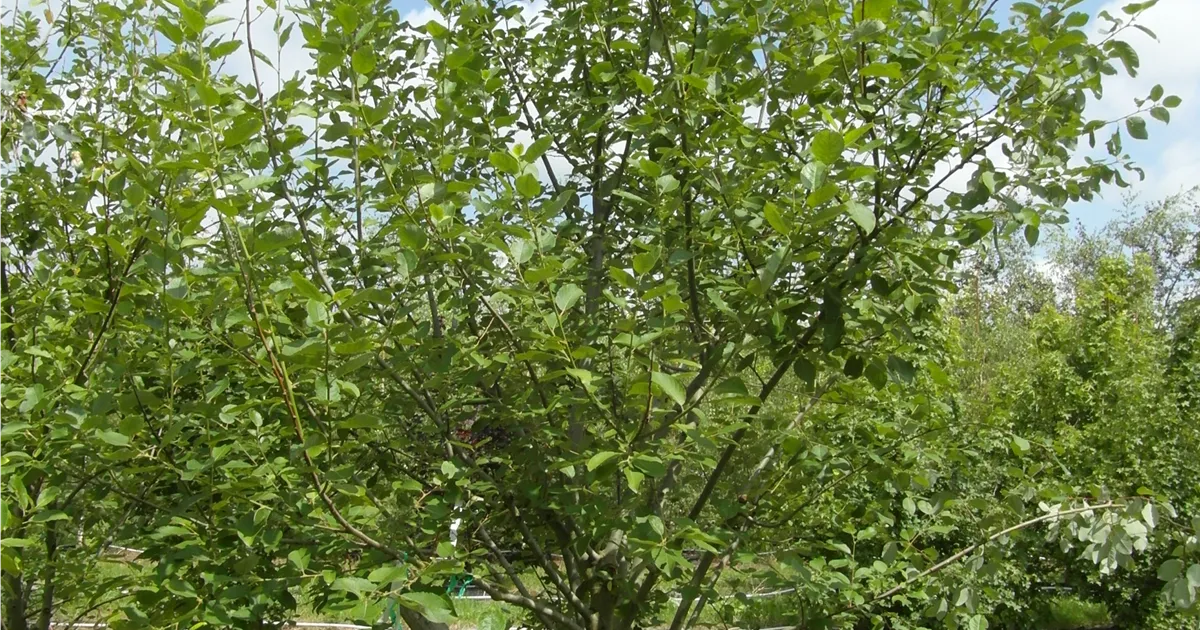 Salix caprea 'Mas'