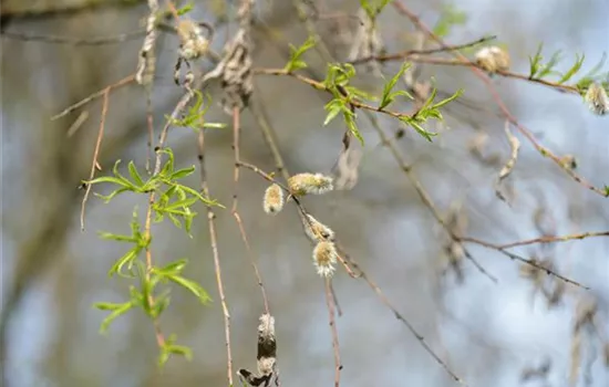 Salix acutifolia 'Pendulifolia'