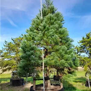 Sequoiadendron giganteum