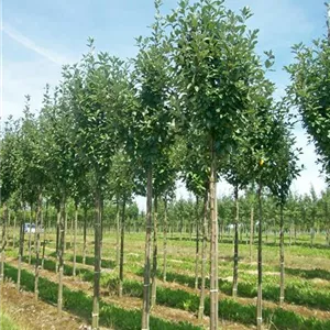 Sorbus aria 'Magnifica'