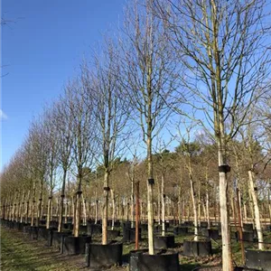 Sorbus aucuparia 'Sheerwater Seedling'