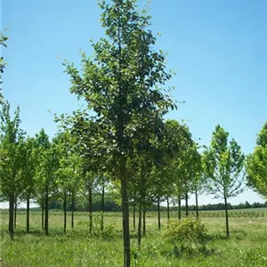 Sorbus intermedia 'Brouwers'