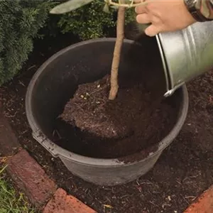 Olive tree - overwintering