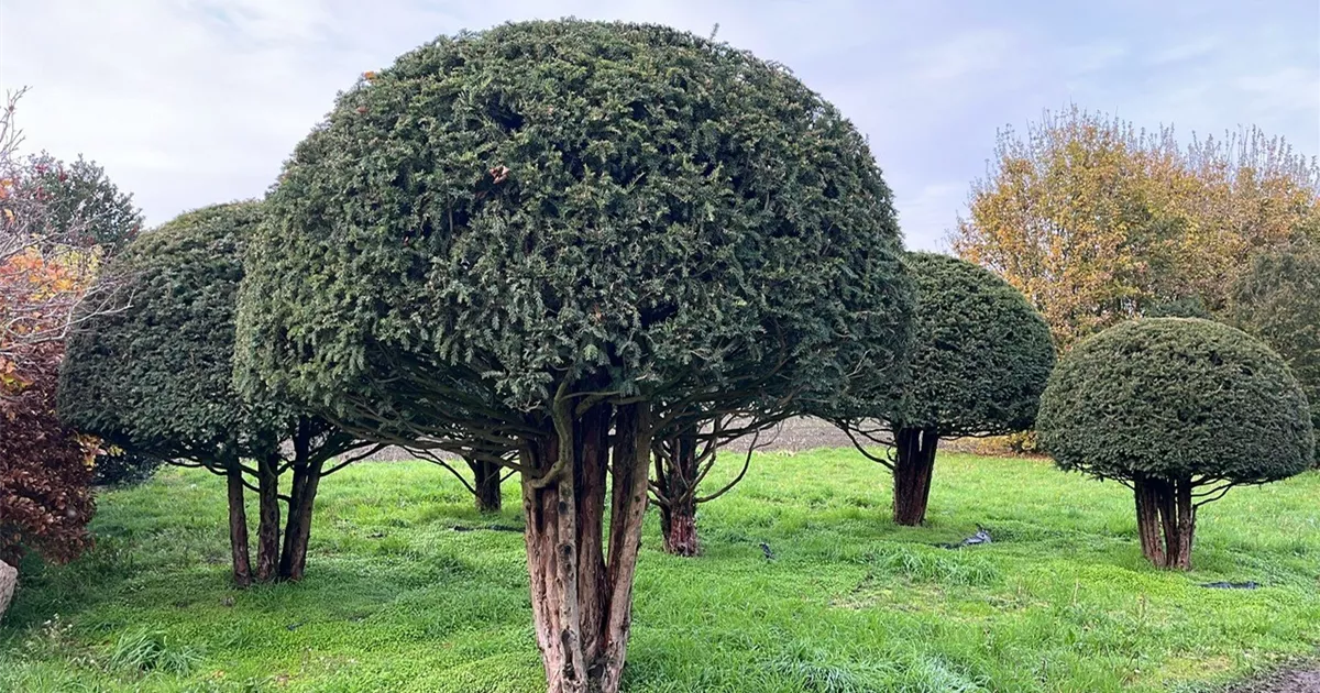 Taxus baccata